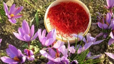 تصویر 3 از زعفران سحر خیز یک‌ مثقالی مناسب مصرف مداوم و روزمره